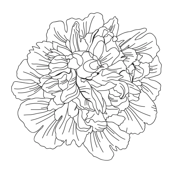 Hand getrokken florale decoratie — Stockvector