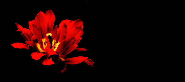 Close up of red tulip on black background. Floral banner for design