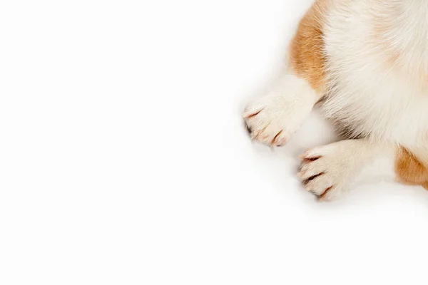 Patas dianteiras de cachorro cão corgi no fundo branco. — Fotografia de Stock