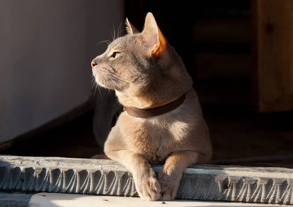 Abessinische Kurzhaarkatze im Lederkragen sitzt in der Tür und blickt in die Abendsonne. Haustier genießt Sonnenuntergang vor Holztür. Stockbild