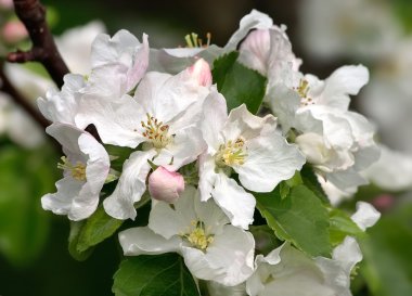 Appletree bahar beyaz çiçekler