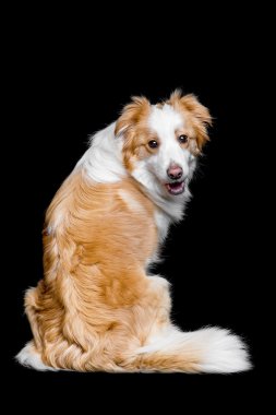 Kırmızı kenar kömür ocağı siyah izole