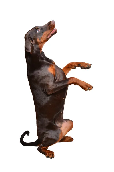 Retrato de doberman marrom no fundo branco — Fotografia de Stock