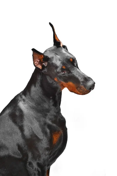 Portret van zwarte doberman op de witte achtergrond — Stockfoto