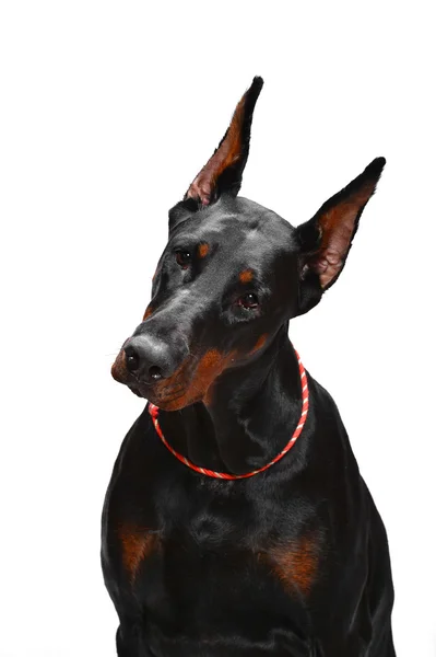 Porträt eines schwarzen Dobermanns auf weißem Hintergrund — Stockfoto