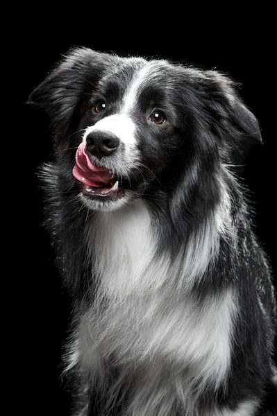 Retrato de um Collie Fronteira no fundo preto — Fotografia de Stock