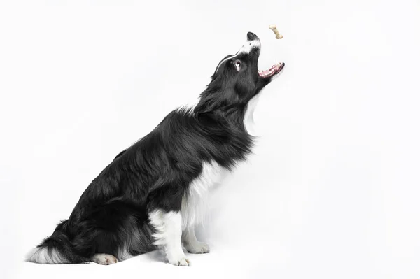 黒と白のボーダー ・ コリー犬クッキーをキャッチ — ストック写真