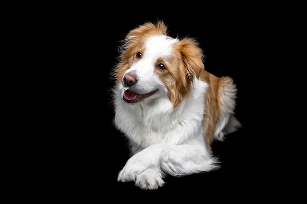 Borda vermelha collie isolado em preto — Fotografia de Stock