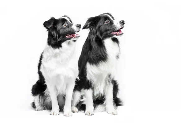 Due bordo collie seduta su uno sfondo bianco — Foto Stock