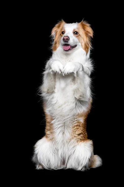 Red border collie isolated on black — Stock Photo, Image