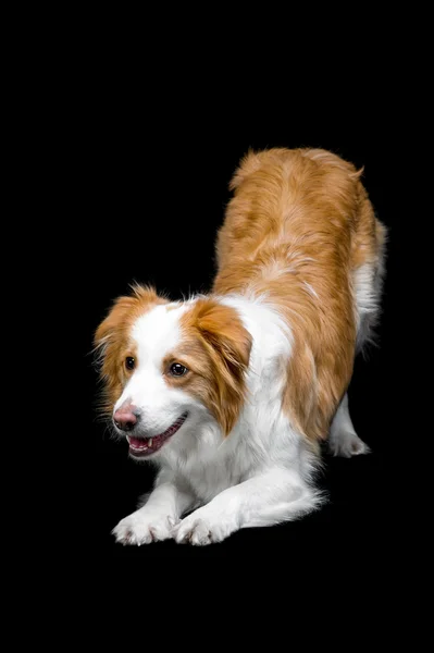 Borda vermelha collie isolado em preto — Fotografia de Stock