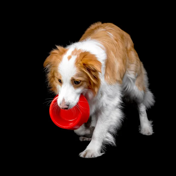 Red border collie isolated on black — Stock Photo, Image