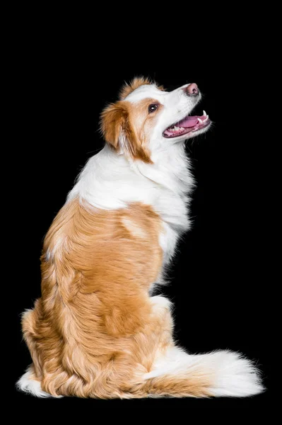 Red border collie isolated on black — Stock Photo, Image
