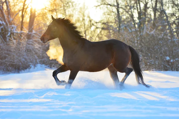 Cheval de baie trottant sur la neige en hiver — Photo