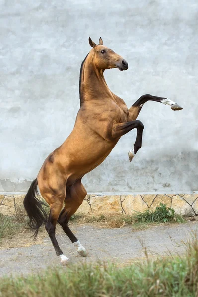 Gouden baai akhal-teke paard hengst fokken omhoog op de grijze muur — Stockfoto