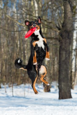 Frizbi Appenzeller dağ köpek kırmızı uçan disk ile