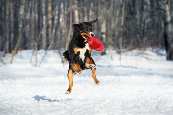 Frisbee Appenzeller perro de montaña con disco volador rojo —  Fotos de Stock