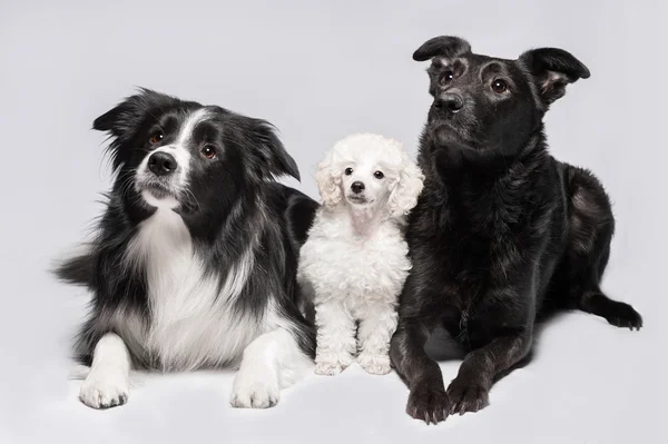 Три собаки на сером фоне, пограничный колли, пудель и смесь — стоковое фото