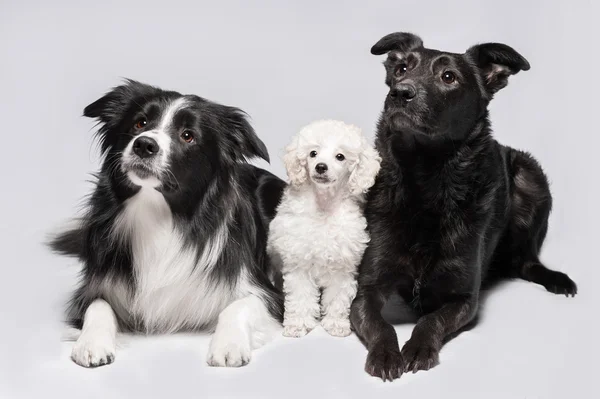 Trzy psy na szarym tle, border collie, Pudel i wymieszać — Zdjęcie stockowe