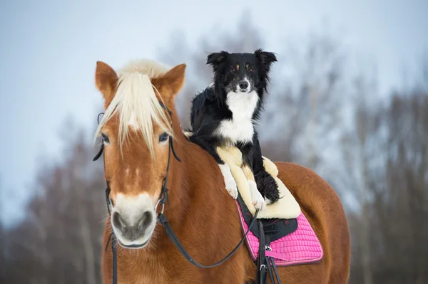 Draft horse and black border collie dog — Stock Photo, Image