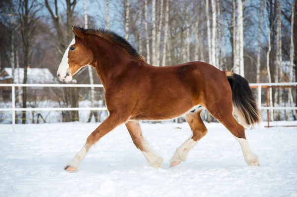 Bay color draft horse runs trot in winter time — Stock Photo, Image