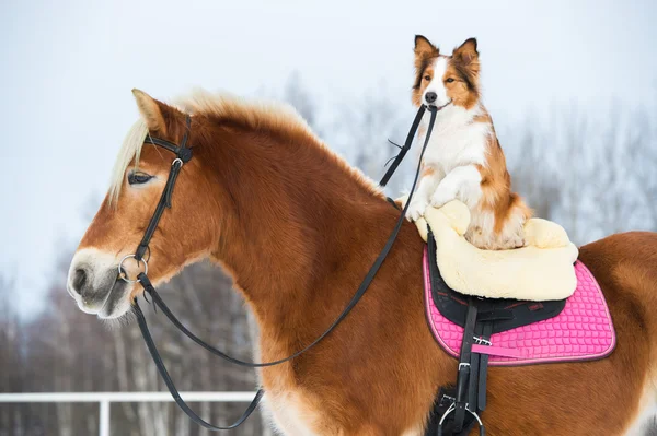 Taslak at ve kırmızı kenar kömür ocağı köpek