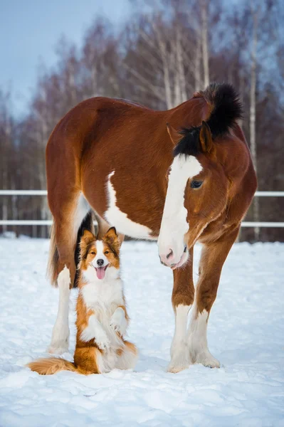Draft horse and red border collie dog — Stock Photo, Image