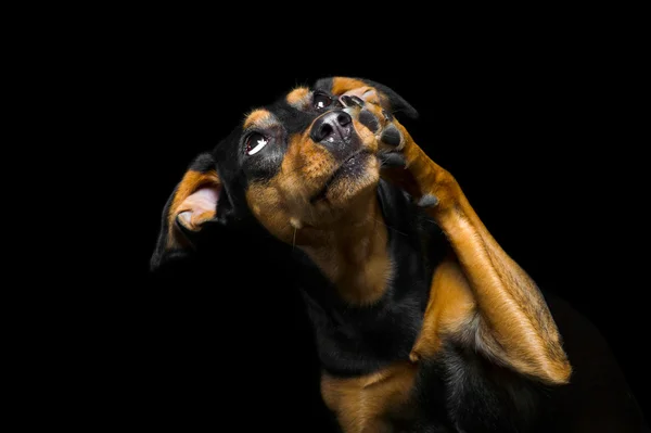 Portrait of cute mix breed dog — Stock Photo, Image