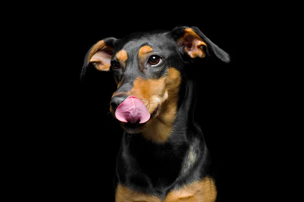 Retrato de cão de raça mistura bonito — Fotografia de Stock