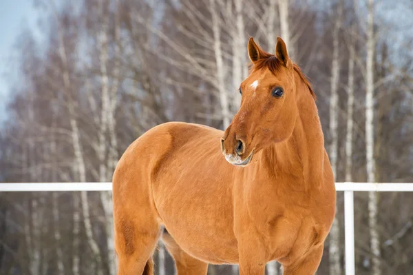 Retrato do cavalo Don dourado — Fotografia de Stock