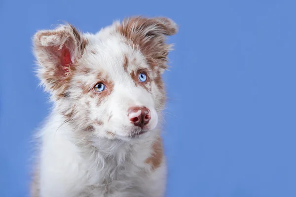 Red merle border collie no fundo azul — Fotografia de Stock