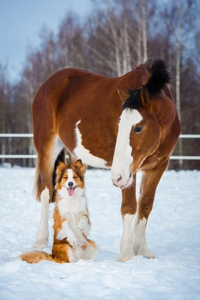 Zugpferd und roter Border Collie Hund lizenzfreie Stockfotos