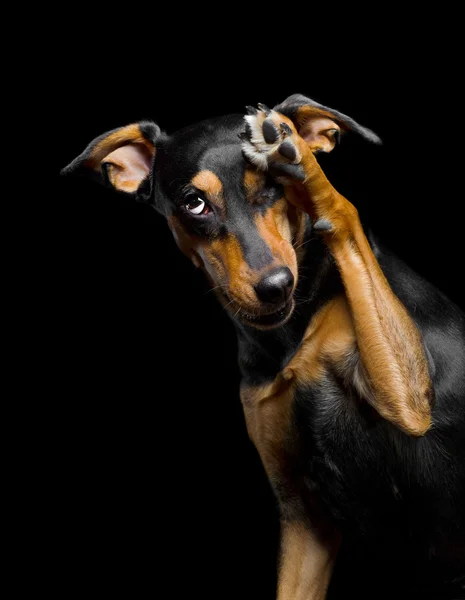 Porträt des süßen Mischlingshundes Stockbild