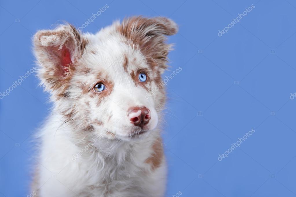 border collie red tri