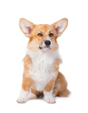Galce corgi pembroke önünde üzerinde beyaz backgr izole Studio