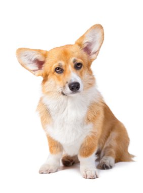 Galce corgi pembroke önünde üzerinde beyaz backgr izole Studio