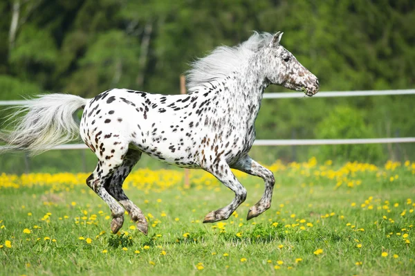 Appaloosa häst kör Galopp på ängen i sommartid — Stockfoto