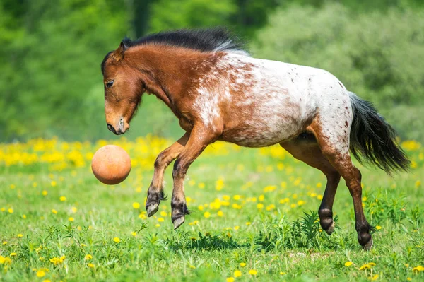 Koń Appaloosa, grając w piłkę na łące w okresie letnim — Zdjęcie stockowe