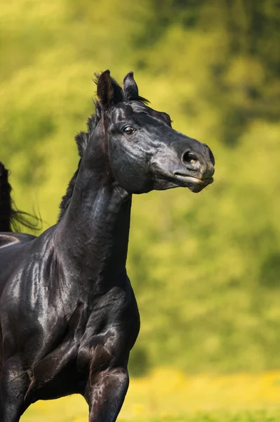 Cavalo preto corre galope no verão, retrato em movimento — Fotografia de Stock