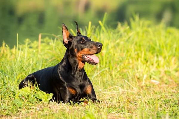 夏に黒いドーベルマン犬の肖像画 — ストック写真