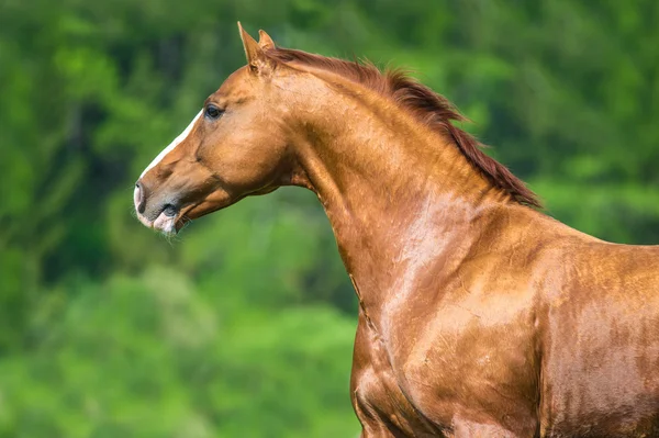 Altın kırmızı Don at yaz saati ücretsiz çalışır Telifsiz Stok Imajlar