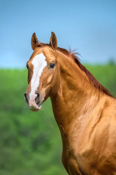 Золотий червоний Донський кінь портрет в літній час Стокове Зображення