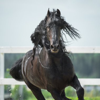 siyah be at, portrain hareket