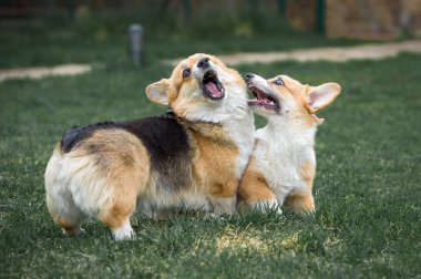 İki pembroke welsh corgi anne ve kızı oynuyor 