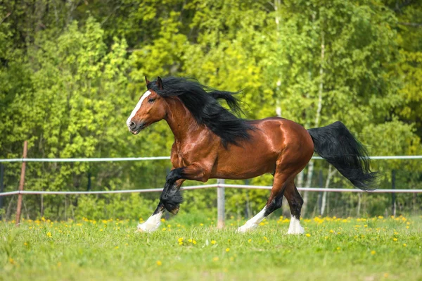 Bay Vladimir Heavy Draft cavalo corre galope no prado — Fotografia de Stock