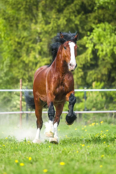 Koń gniady koń zimnokrwisty Vladimir działa galop na łące — Zdjęcie stockowe