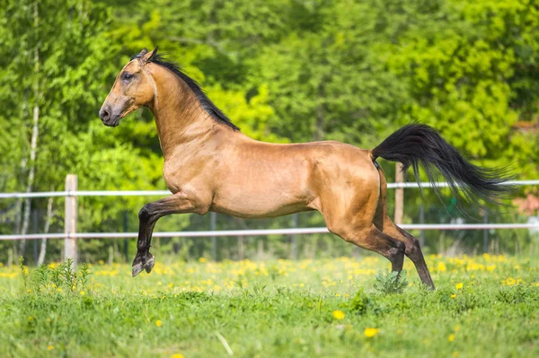 Golden Bay Akhal-teke cavallo che gioca sul prato — Foto Stock