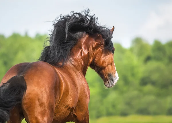 Schweres Zugpferd rennt galoppierend über die Wiese — Stockfoto