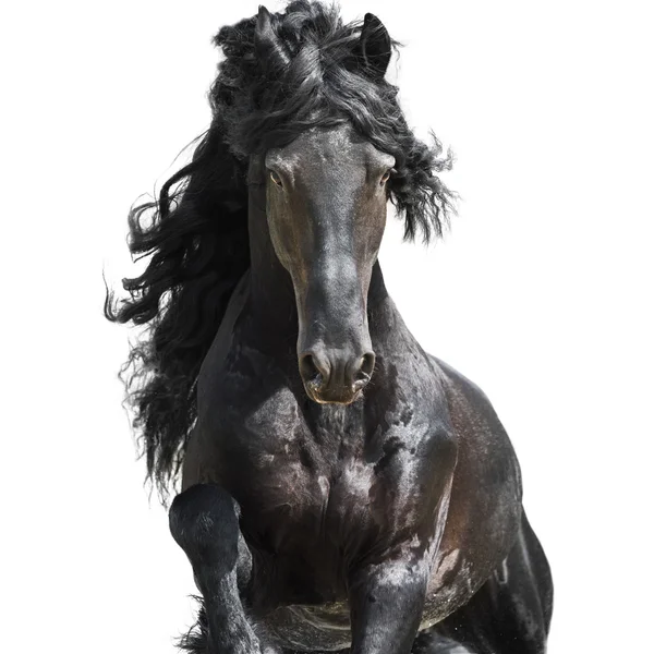 Frisone cavallo nero isolato sul bianco — Foto Stock