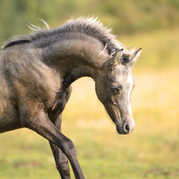 Vackra welsh ponny, föl 3 veckor gammal — Stockfoto